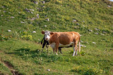 Yeşil dağda otlayan inekler yatay yaz Alpleri'nde, mera