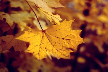 Doğa bokeh arka plan, seçici odak sonbahar yaprakları