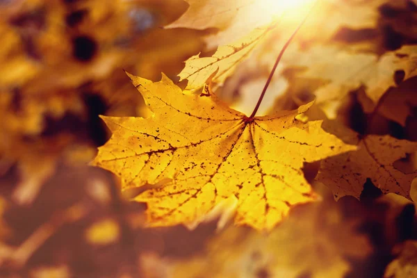 秋天的树叶在阳光和模糊的树木, 选择性聚焦 — 图库照片
