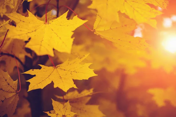 秋天在阳光下离开。秋天模糊的背景, 选择性焦点, 黄色季节概念 — 图库照片