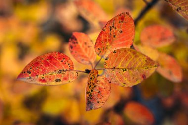 Sonbahar arka plan, kırmızı ve turuncu parlak yaprakları
