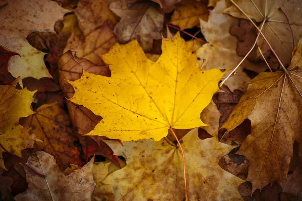 秋天的黄叶落在地上。顶视图, 聚焦在中央叶 — 图库照片