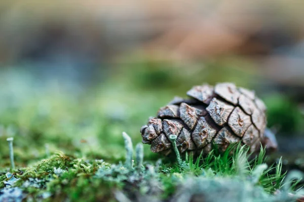 Beautiful color Christmas pine cone on green  grass, selective focus with blurred nature background for copy space Royalty Free Stock Photos