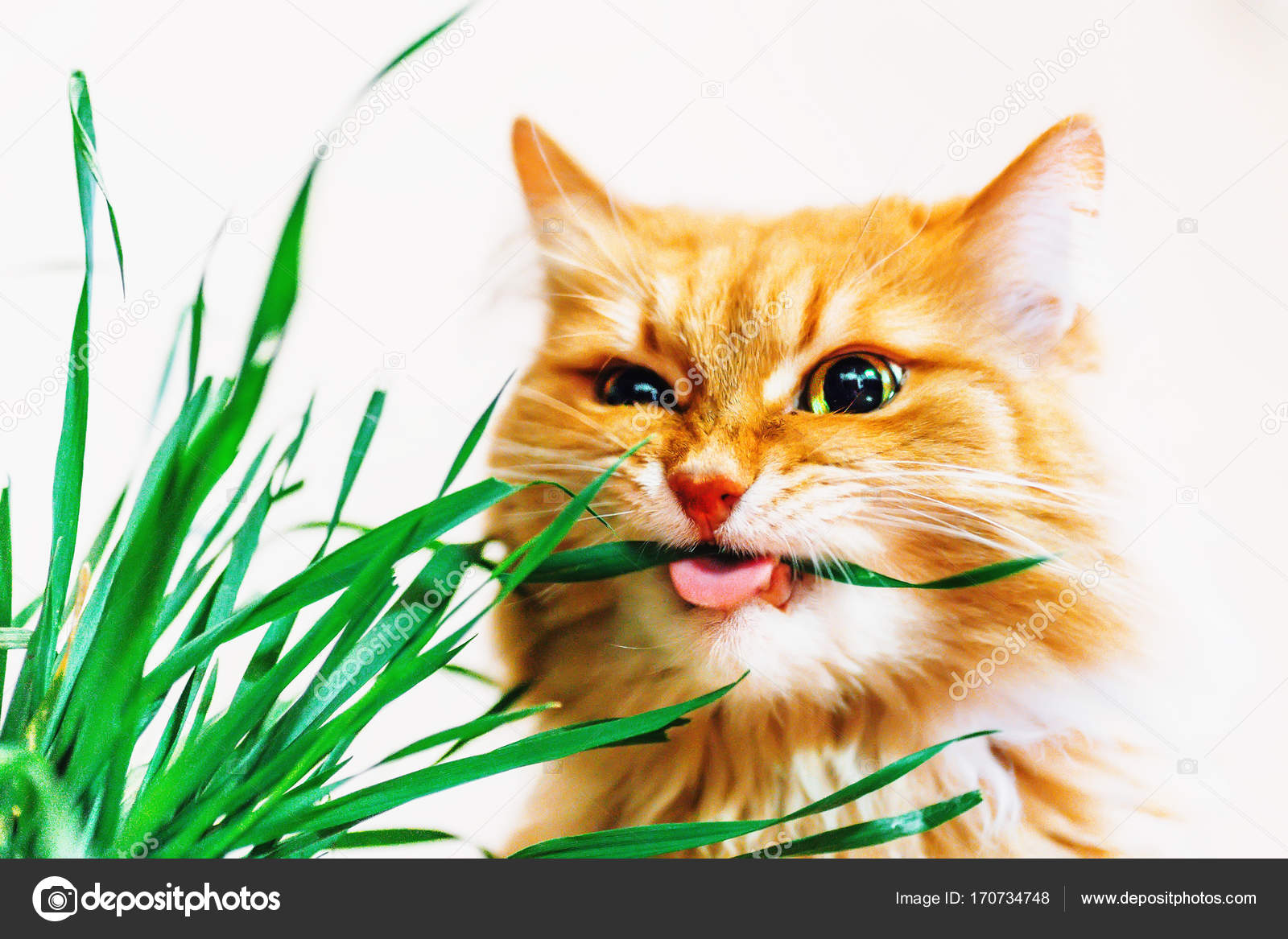 кот мем на зелёном фоне. кот ест на зеленом фоне. кошка на зеленом фоне. кот ест цветы. когтики на зеленом фоне.