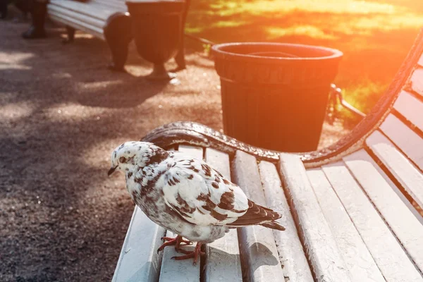 Güvercin parkta bir bankta oturur — Stok fotoğraf
