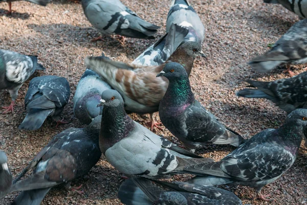 Bir sürü gri güvercinler — Stok fotoğraf