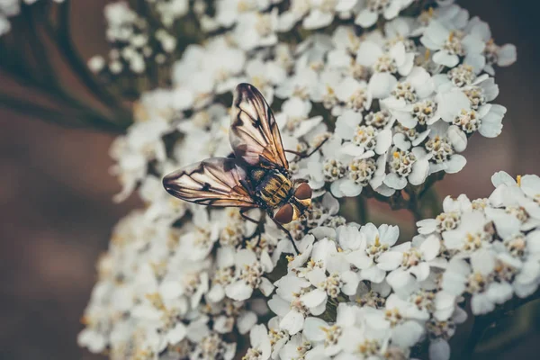 Macro de escarabajo pequeño sentado en flores blancas — Foto de Stock