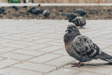 Kaldırım karosu güvercini karıştırdı