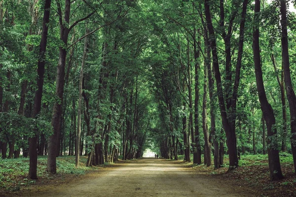 İz veya güzel bir park yolundaki