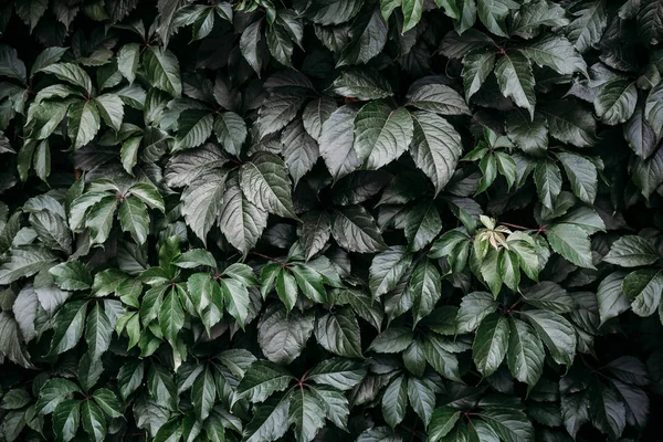 Зелене листя фон у низькому ключі. Зелене листя текстури — стокове фото