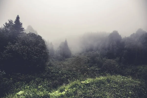 Forêt et brouillard, matin mystérieux avec brume et arbres — Photo