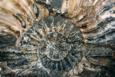 Ammonit fosil kabuğu büyük sarmal - kafadanbacaklı yumuşakçalar soyu tükenmiş alt sınıfı 