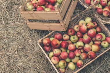 Elma, saman ahşap kutular içinde yatan üst görüntülemek, kopya alanı, sonbaharda hasat