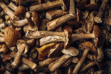 Arka plan, koyu tonda mantar