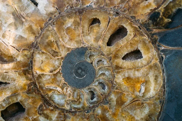 Ammoniet shell in de sectie - uitgestorven subklasse van koppotigen weekdieren — Stockfoto