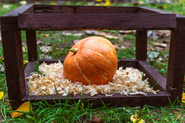 Calabaza de otoño en un cuadrado de madera sobre aserrín — Foto de Stock
