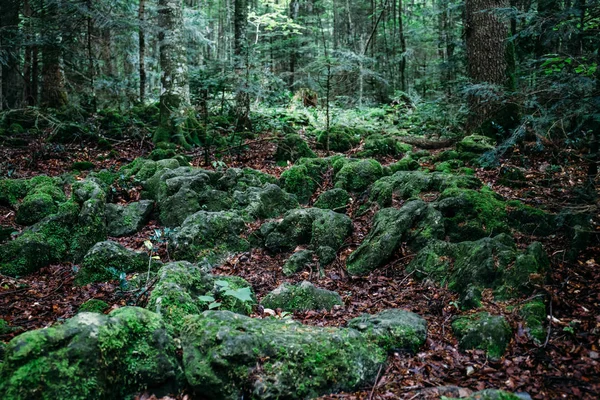 Tmavě tajemný les, kamenů a stromů kořeny pokryté mechem — Stock fotografie