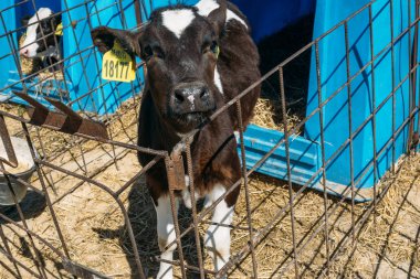 Güzel sevimli beyaz ve siyah genç inek veya buzağı