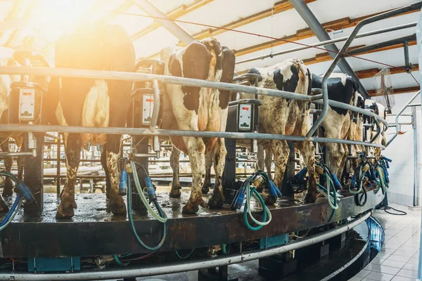 Allevamento e produzione di prodotti lattiero-caseari concetto, Mungitura vacche — Foto Stock