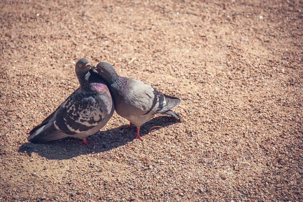 İki güvercin birbirine romantik kavramı öpüşme — Stok fotoğraf