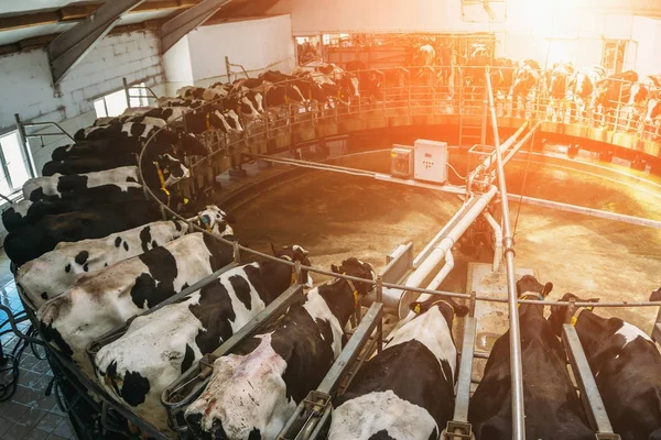 Állattartás és a termelés, a tejtermékek fogalma, a fejés tehenek — Stock Fotó