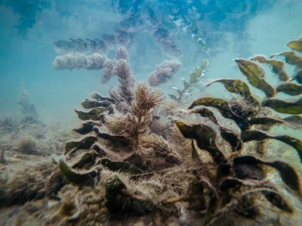 Colpo subacqueo di alghe verdi o piante acquatiche in acque agitate — Foto Stock