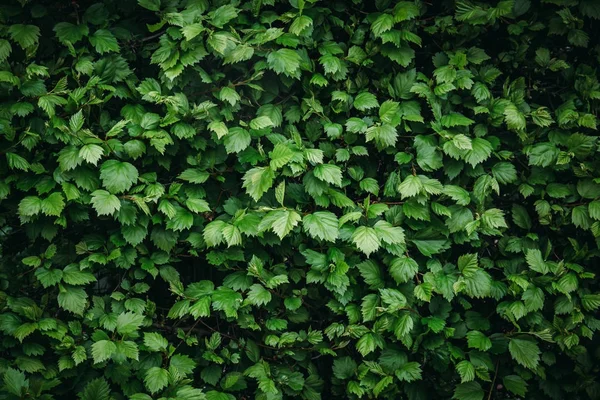 Planta verde deixa textura de folhagem para fundo de design, cor vintage com vinheta — Fotografia de Stock