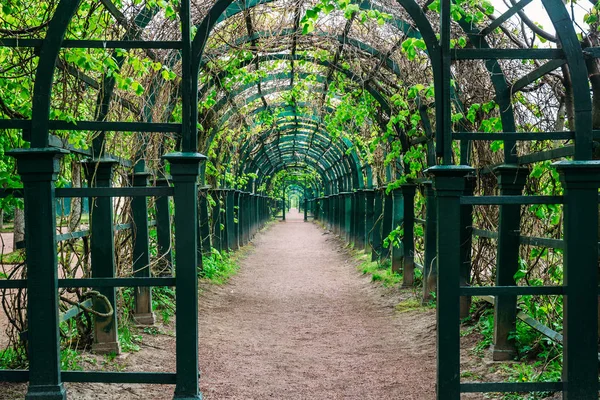 Grüner Tunnel im Frühling Park Laub, natürlicher Bogengang — Stockfoto