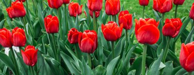 Kırmızı lale arka plan, çiçekler