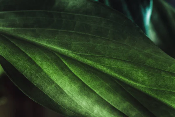 Textura de hoja de planta verde, macro shot. Fondo natural, flora primaveral —  Fotos de Stock