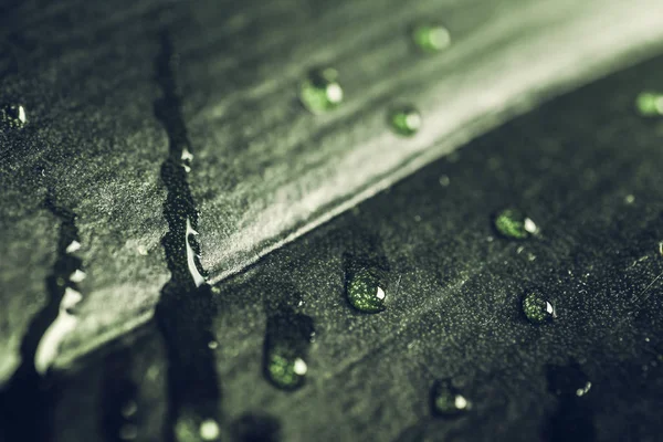 Gocce di pioggia su foglia verde scuro, macro shot. Tranquillo primavera natura flora sfondo — Foto Stock