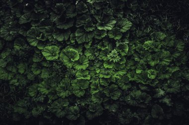 Karanlık bahar yaprak yeşil doğa backgrond, üstten görünüm