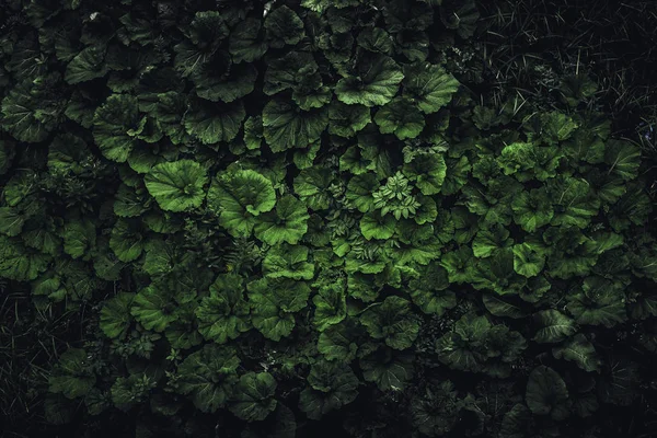 Primavera escura verde folha natureza fundo, vista superior — Fotografia de Stock