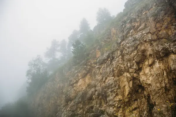 晨雾中的黄山与森林, 神秘的薄雾, 自然的春天 — 图库照片