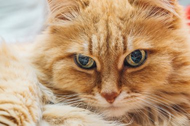 Komik şirin zencefil veya Rad kedi portre