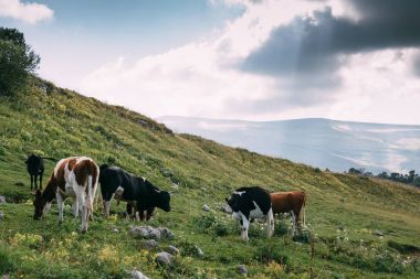 Grup inek otlatmak yeşil çayır güneşli yaz günü, Hayvancılık tarım arazileri