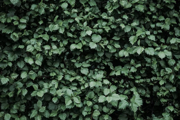 Sötét zöld lomb, zöld levelek, háttér, a minta, a textúra, alacsony kulcs stílus — Stock Fotó