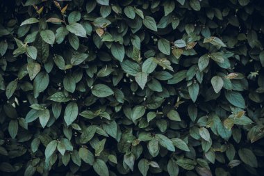 Yeşil arka plan bırakır, retro tonda. Doğa ve organik yeşillik soyut doku