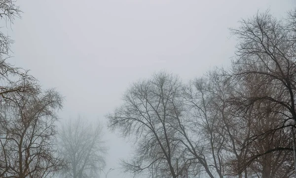 Arbres dans la journée brumeuse. Misty mystérieux arrière-plan de paysage lunatique — Photo