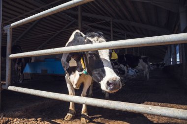 Modern cowshed, Mandıra, endüstriyel Hayvancılık, Hayvancılık sığır inek