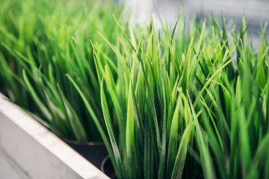 Küçük yeşil dekoratif ofis veya ev bitki