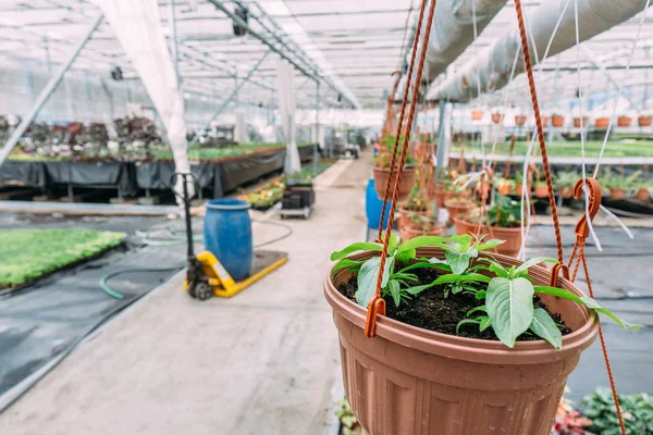 Dentro de invernadero moderno o invernadero para cultivar y cultivar flores y plantas. Concepto de agricultura ecológica —  Fotos de Stock