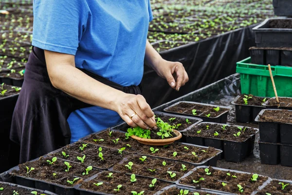 Jardinero trabajando con plántulas de plantas decorativas y suelo en invernadero de cultivo agrícola, primer plano de las manos femeninas —  Fotos de Stock