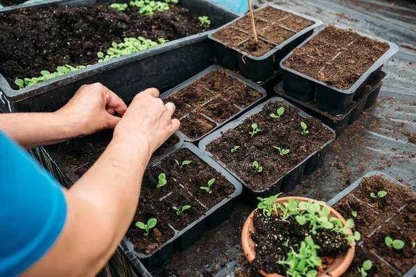 Jardinier travaillant avec des semis de plantes décoratives et du sol en serre ou en serre agricole — Photo