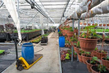 Organik hydroponic süs bitkileri ekimi kreş çiftlik. Büyük modern sera