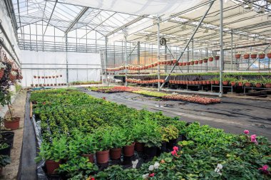 Organik hydroponic süs bitkileri ekimi kreş çiftlik. Büyük modern sera