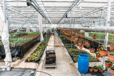Organik hydroponic süs bitkileri ekimi kreş çiftlik. Büyük modern sera