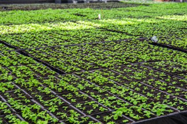 Organik hydroponic süs bitkileri ekimi kreş çiftlik. Büyük modern sera