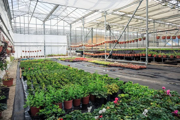 有机水耕观赏植物栽培育苗场。大型现代温室 — 图库照片