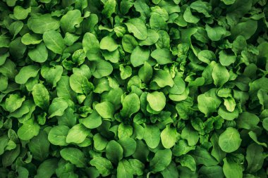 Yaprak yeşil arka plan. Petunya yaprakları doku, makro fotoğraf beyaz, yakın çekim, görünümü top. Yeşil doğa duvar kağıdı tasarımı için